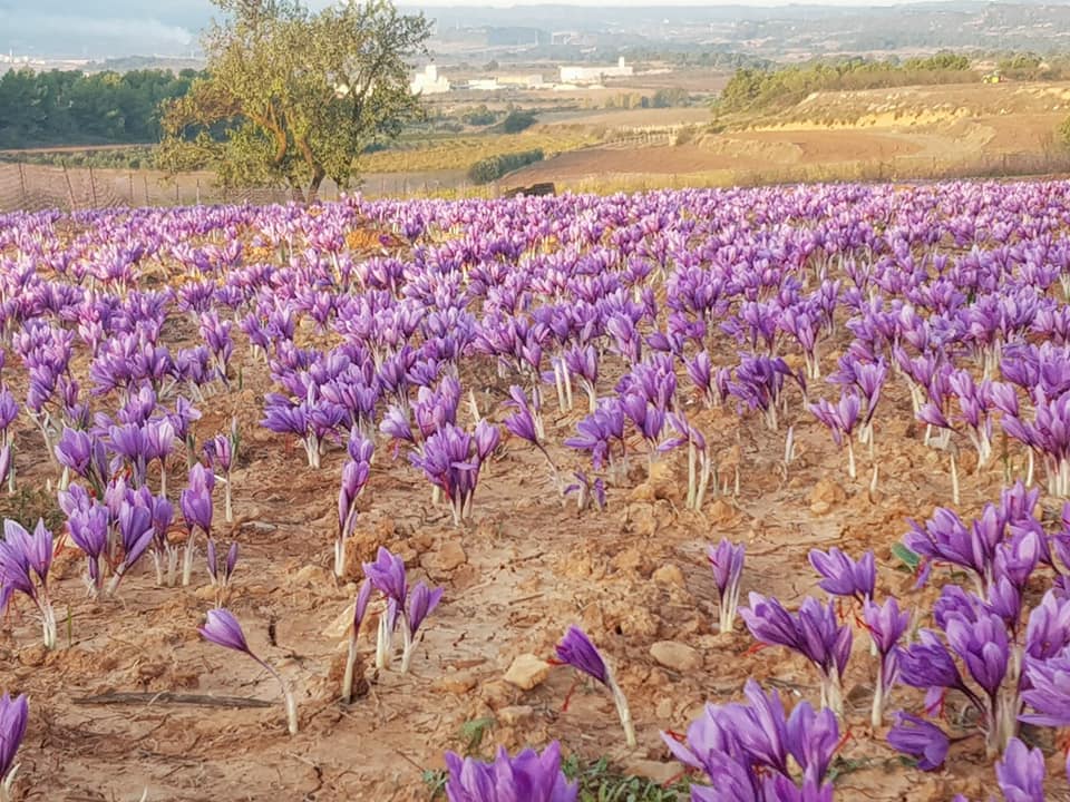 کاشت زعفران -